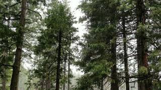 3 Minute Thunderstorm Meditation