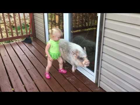 Hamlet the Mini Pig: Baby Love