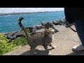 Cat Meowing Loudly By The Seaside Because She Is So Hungry