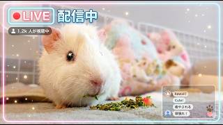 【寝落ち推奨】モルモットのぷいちゃんとろけてます・・・ #guineapig #guineapighome #pets #モルモット #ペット配信