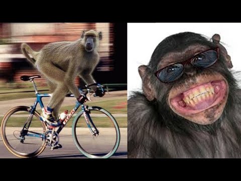 Funny Monkey Videos 🤣 Monkey will make you laugh 🤣Best Funny Animal Videos Compilation Cafa Land #1