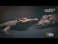 Animal Fight Night In Animal Kingdom For Meals Territory And For Blood Line