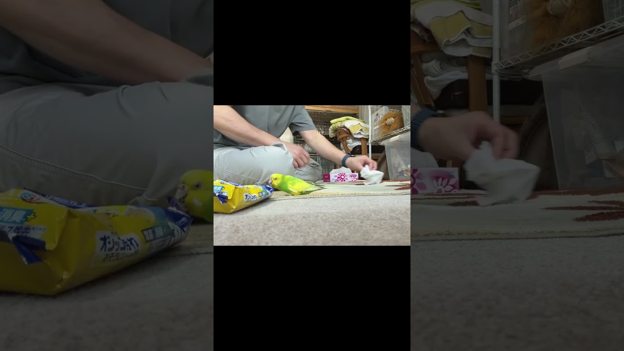 オシッコまき散らしてドヤ顔きめるウサギと、ウサギのオシッコ掃除に生き甲斐を感じているセキセイインコ・・・　#うさぎとインコ #おもしろ動画 #かわいい
