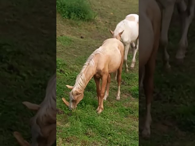 Poulain Pie Palomino de 2024