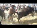 Dangerous Buffalo Buffalo Meeting Animals Video