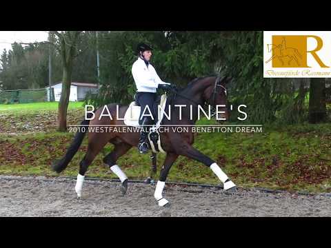 SOLD!! Dressurpferd - 2010 Westfale von Benetton Dream, Stm. ca. 1,76, S-Dressur - Ballantine's