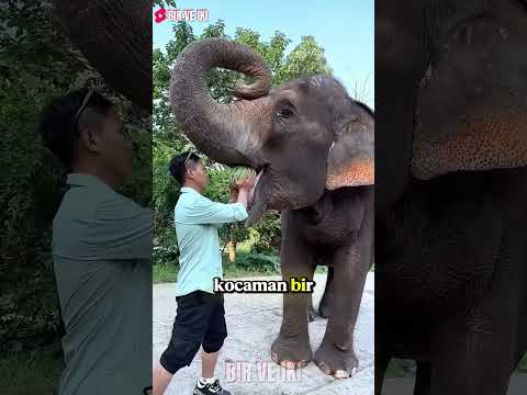 Bu Zeki Fil Herkesi Şaşırttı! 😱🐘