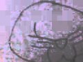 Animacao Wmv