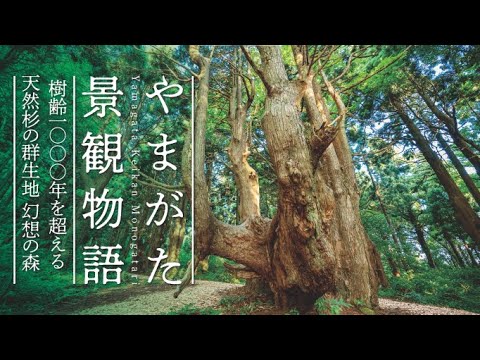 【4K空撮】84樹齢1000年を超える天然杉の群生地 幻想の森〈やまがた景観物語〉