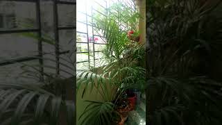 preview picture of video 'Tree plantation in balcony'