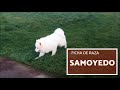 Samoyedo - El perro Samoyedo - Historia, características y cuidados