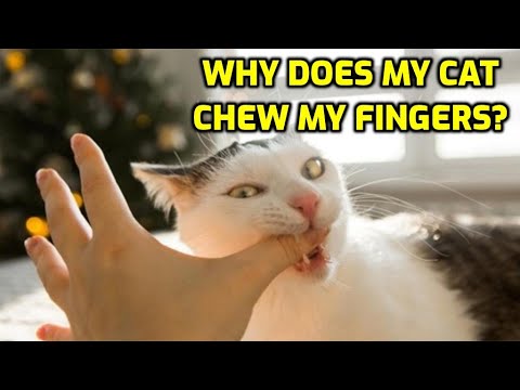 Why Does My Cat Lick And Nibble My Fingers?