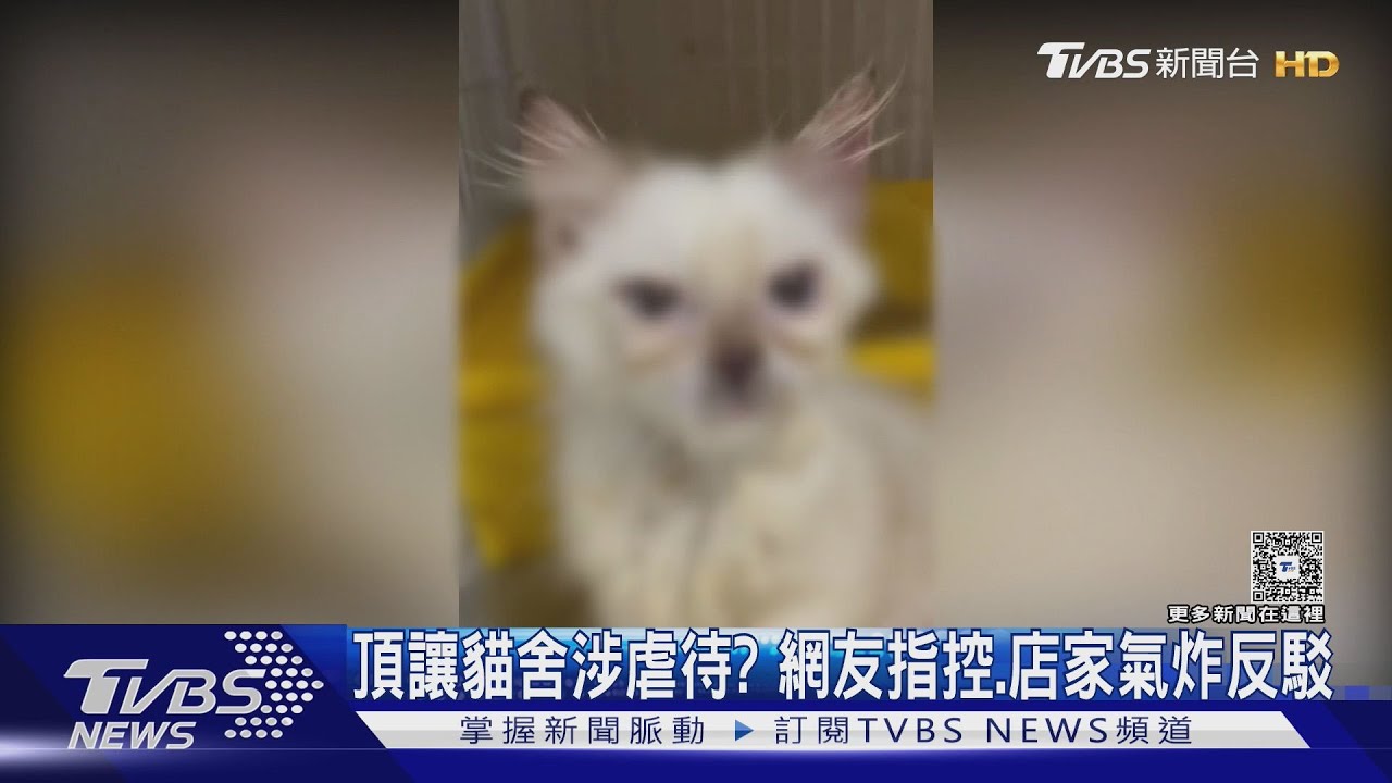 獨/頂讓貓舍涉虐待還助走私? 民眾PO網指控 店家氣炸反駁