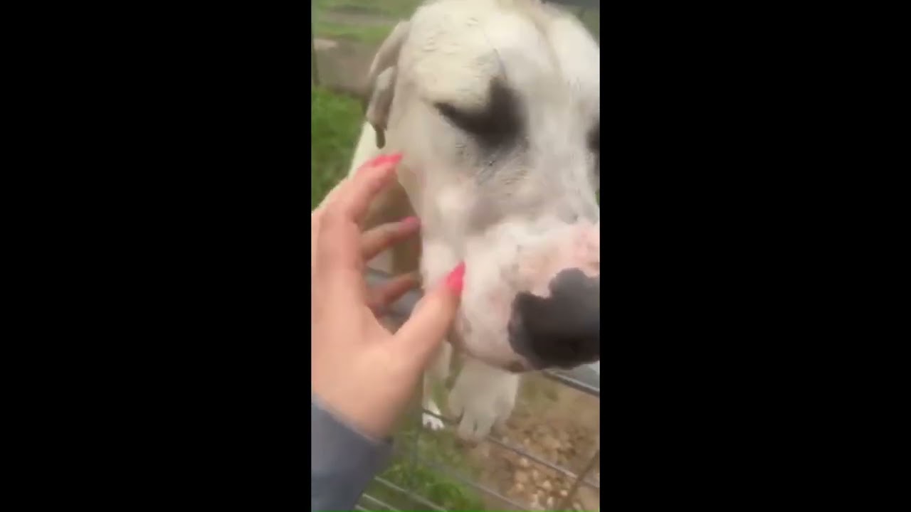 Enlarge Pie, an adoptable mixed breed in Rossville, TN video 6/6