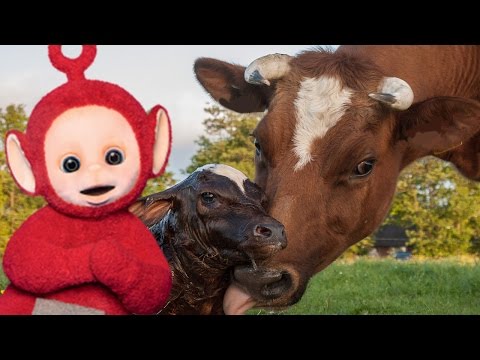 Teletubbies English Episodes - Cows and Calves ★ Full Episode 172