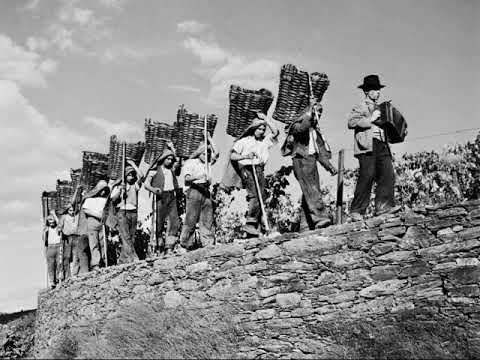 canção da vindima