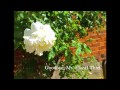 [cotton] Goodbye, Ms. Floral Thief (English Cover ...