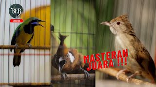 Download lagu MASTERAN JUARA ❗️ CUCAK CUNGKOK, CILILIN, KAPAS TEMBAK mp3 Download lagu MASTERAN JUARA ❗️ CUCAK CUNGKOK, CILILIN, KAPAS TEMBAK mp3