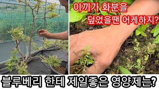 블루베리 한테 가장좋은 비료,거름,영양제는? 이끼가 덮었을때 방법은? 블루베리 화분재배 방법 관리요령 블루베…