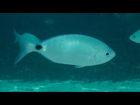 Oblada melanurus