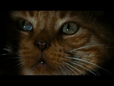 Alien | Here kitty kitty