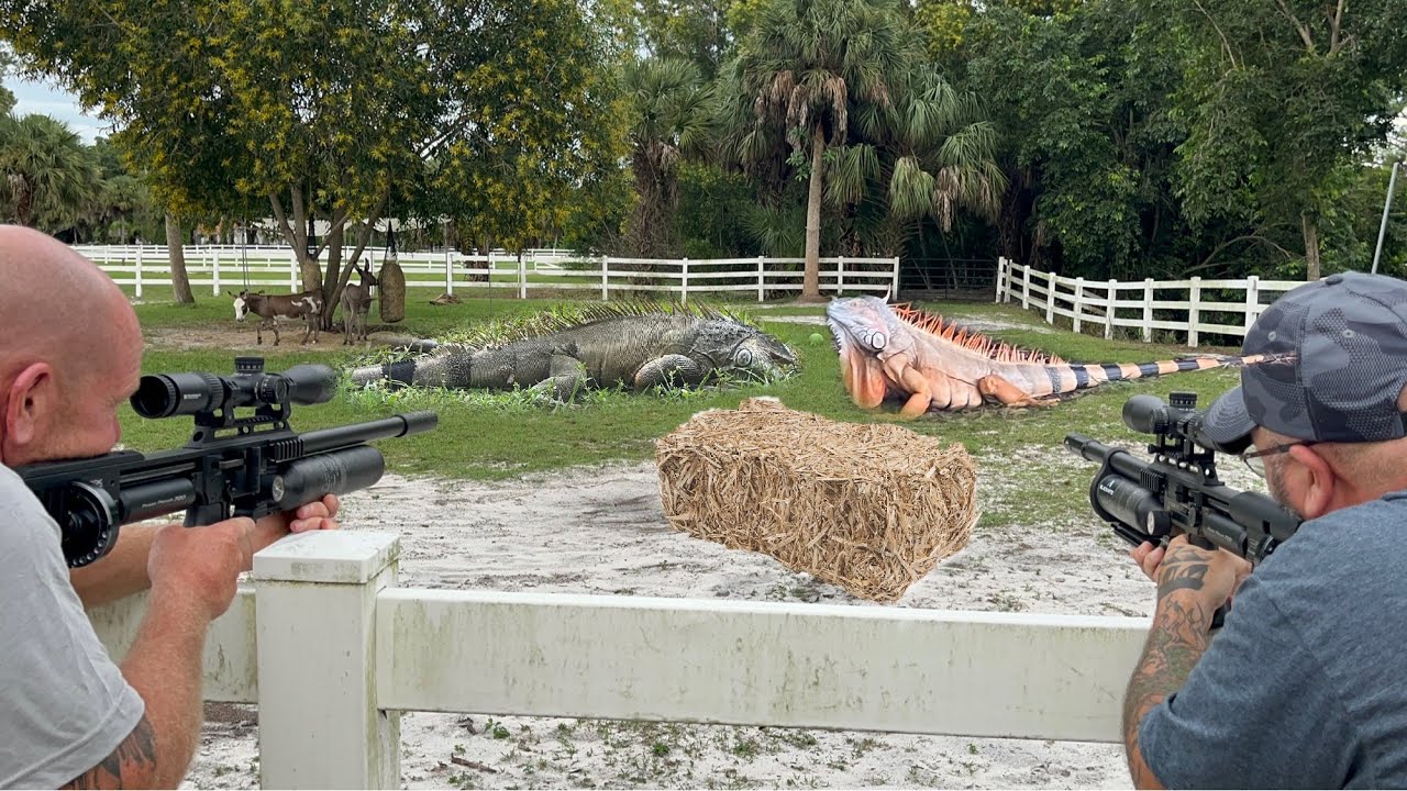 Day 18 -Preventing iguanas From STEALING Hay From Private Ranch! Neighbors Threaten to Call Cops!