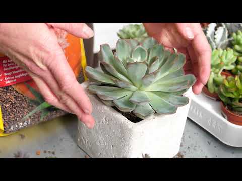 Succulents - watering, fertilizing and caring for them properly