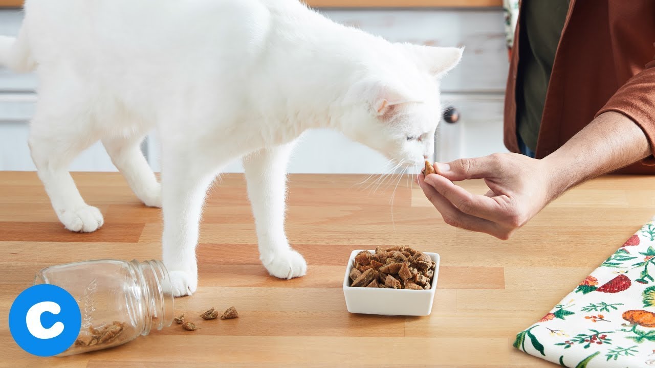 Homemade Cat Treats Tasty Turkey Triangles BeChewy