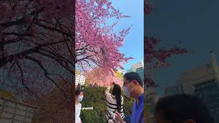 Download lagu Bunga sakura.  Moment yang di tunggu tunggu kalo di Jepang #bungasakura #kawazu #cherryblossom mp3