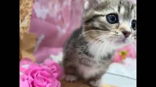 ミヌエットの動画01