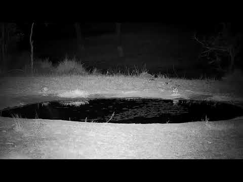 Djuma: Scrub Hares at the pan - 06:32 - 09/11/21