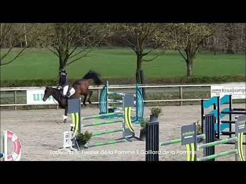 Coberlina Tivoli Z (CHAUDFONTAINE JL Z x TWISTER DE LA POMME) - Video 9 video thumbnail