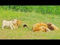 Naughty Lion Cubs Bother Dad Trying To Sleep