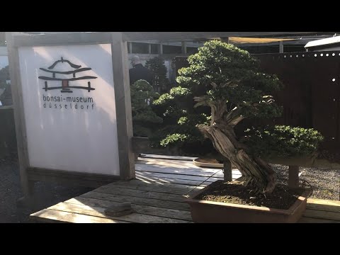 Das Bonsai Museum Düsseldorf - Wie man einen Bonsai gestaltet