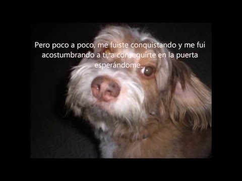 Recuerdo de mi Mascota Beethoven en el dia del amor y la amistad