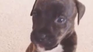 bu sevimli minik köpekçiğe 1 milyon beğeni gelmez mi?