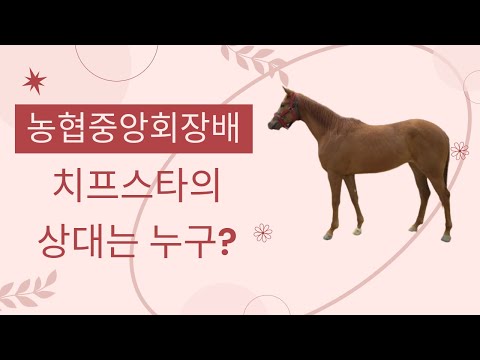 10/19일요-7경주-강태성-농협중앙회장배(치프스타, 만금크라운, 더엑선런트, 더선불사조, 원평스킷, 제이디강자)