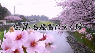 小城公園　日本さくら名所100選