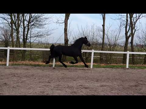 Stal Okkema's Falke - Jehannes x Adel - stallion - 2017