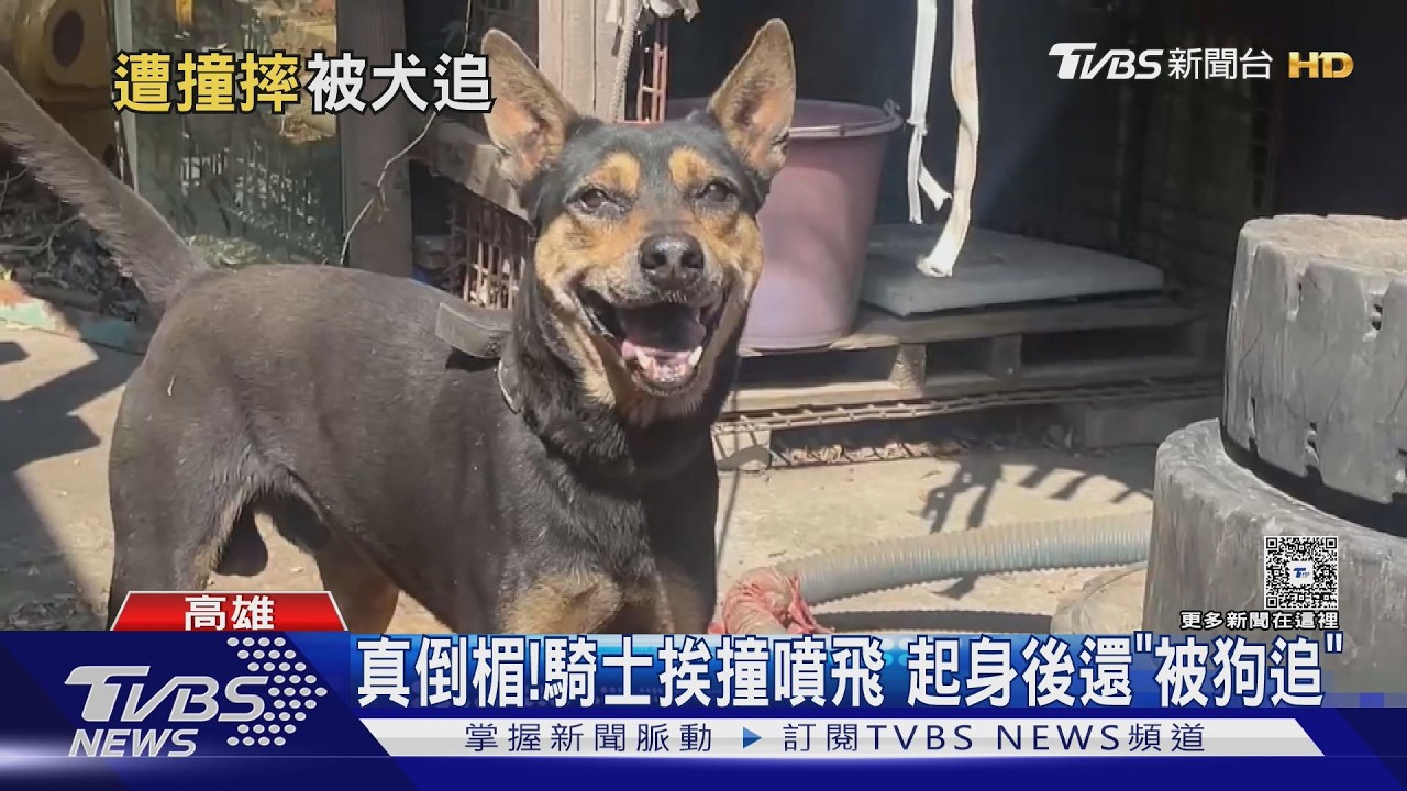 影音/車禍噴飛剛起身 工廠狗「衝出狂吠」騎士嚇退 飼主:看熱鬧啦