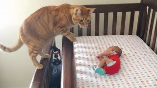When a Cat Meets His Baby Brother for the First Time 😭❤️