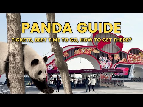 Chengdu Panda Base Guide! Best Time to Go, Tickets and What to Expect in Sichuan China