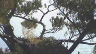 Sounds of Maine Bald Eagles Ravens Loons and more 102009 am Raven lands