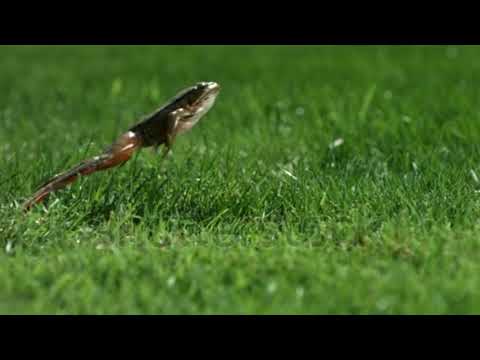 mars2019_Rebecca_Kramer-Bottiglio