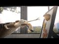 Rowenta X Ice Age Collision Course Busterwood