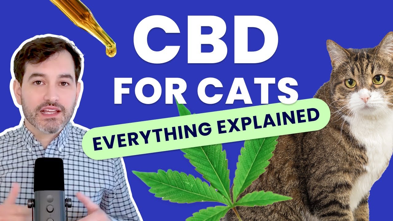 CBD for Cats: Is CBD Oil Good for Cats? | How to Give Cats CBD