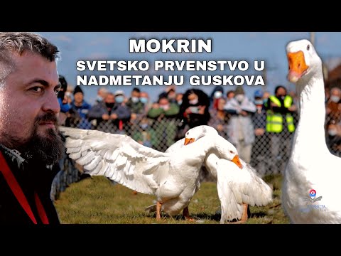 Kulturista ep. 37 - Mokrin – Svetsko prvenstvo u nadmetanju guskova