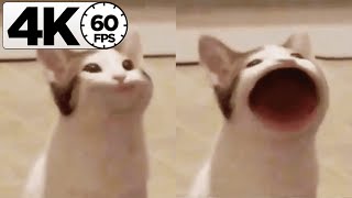 Pop Cat 「4K 60FPS」by ❧Dalƒ