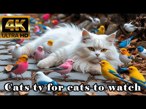 TV FOR CATS -  Interactive Cat TV: 8 Hours of Birds & Squirrels to Make Cat Play @Nature-4ktv 37