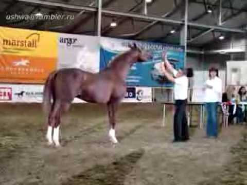 Эликсир 2001(Сарказм-Эпика-Эсплендор)